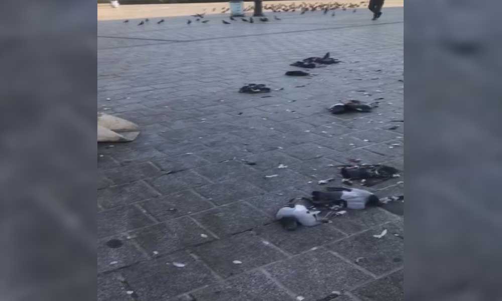 Eminönü Meydanı’nda bir sürücü aracıyla onlarca güvercini ezdi