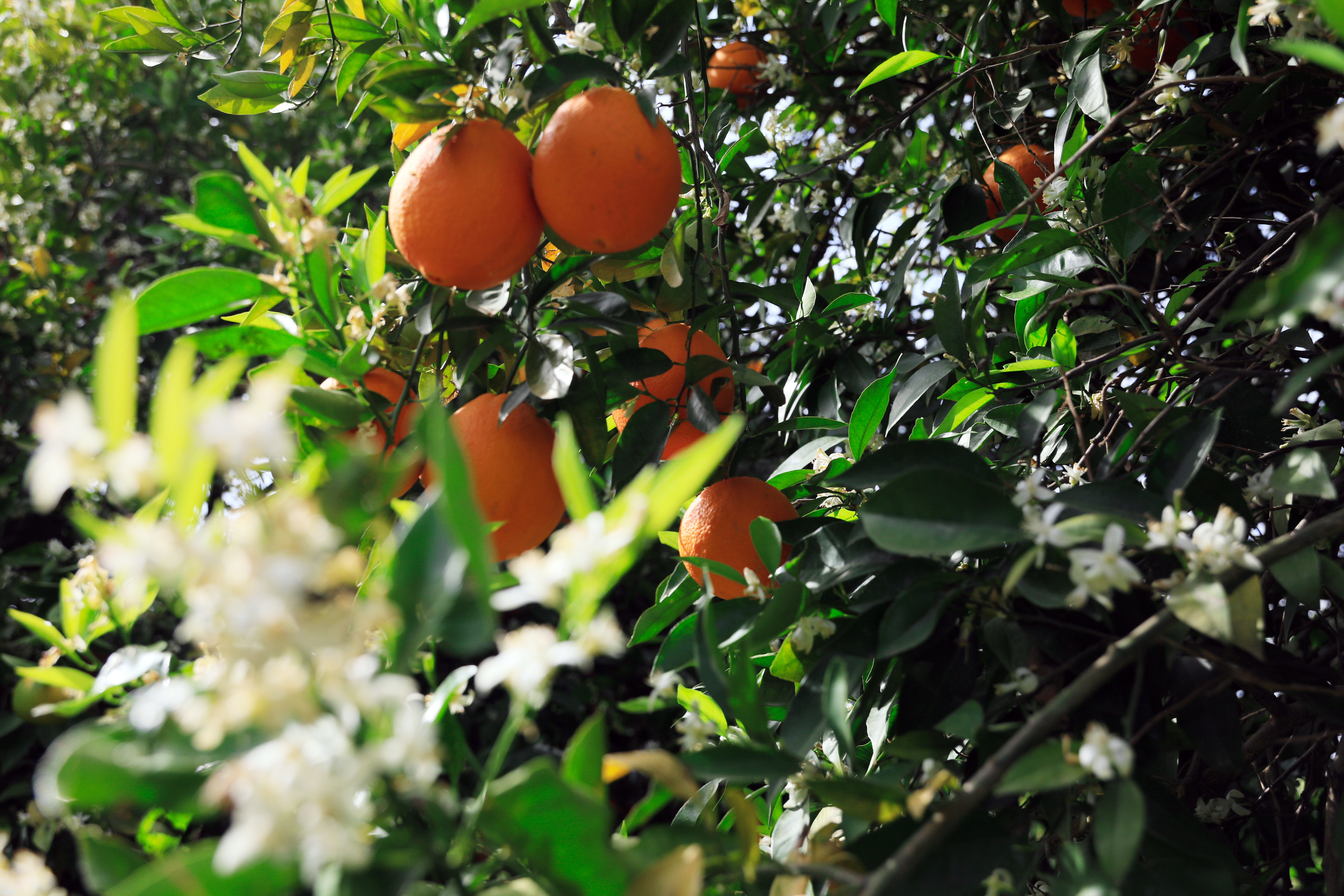 Koronavirüs, portakal satışlarını artırdı
