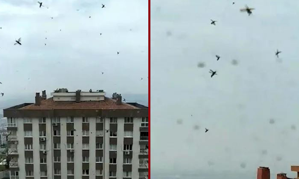 İzmir’de korkutan ‘böcek istilası’ görüntüleri