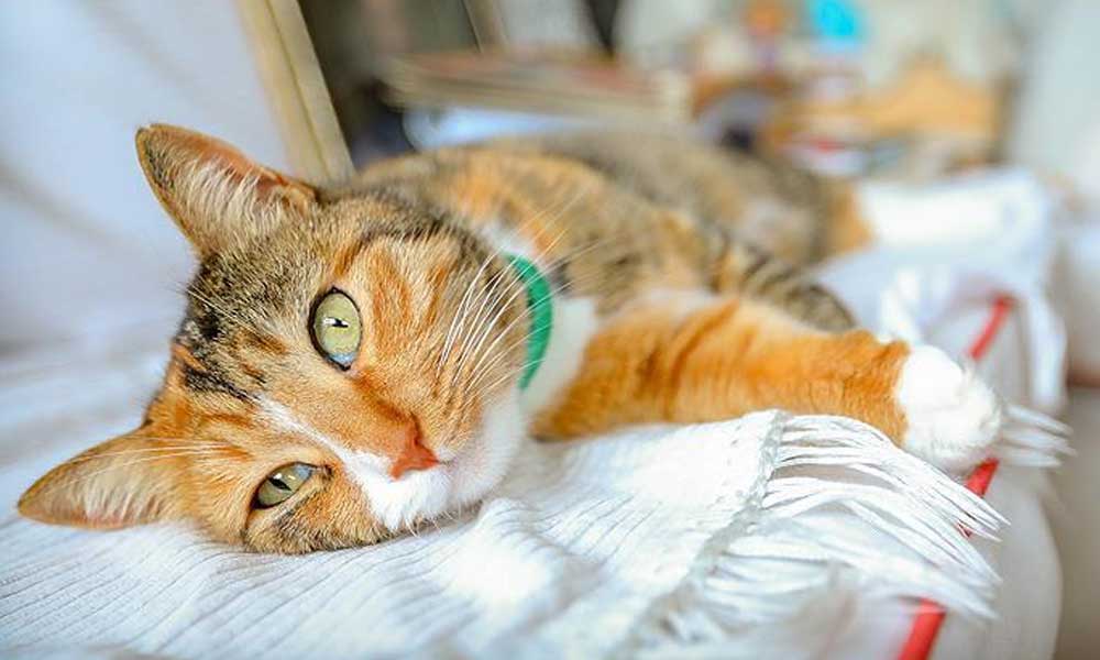ABD’de bir ilk: İki ev kedisinde koronavirüs çıktı