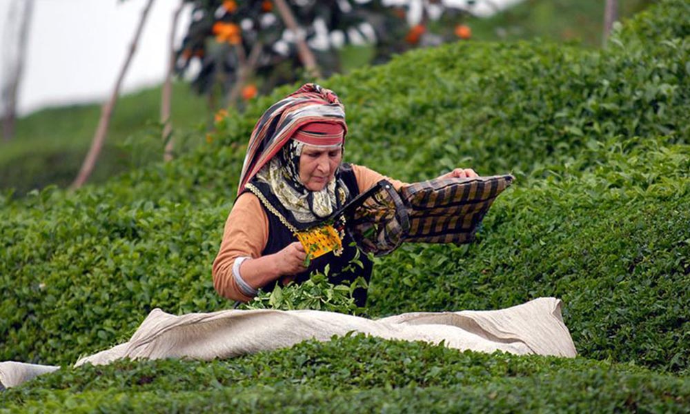 İçişleri Bakanlığı’ndan çay üreticileri için genelge