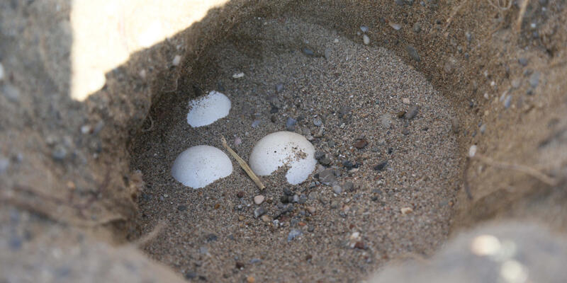 Caretta carettalar boş kalan sahillere yumurta bırakmaya başladı