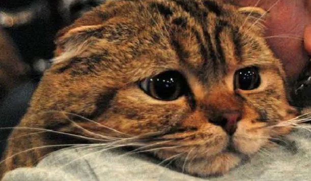 Rusya’da 5 yaşındaki bir kedide koronavirüs çıktı