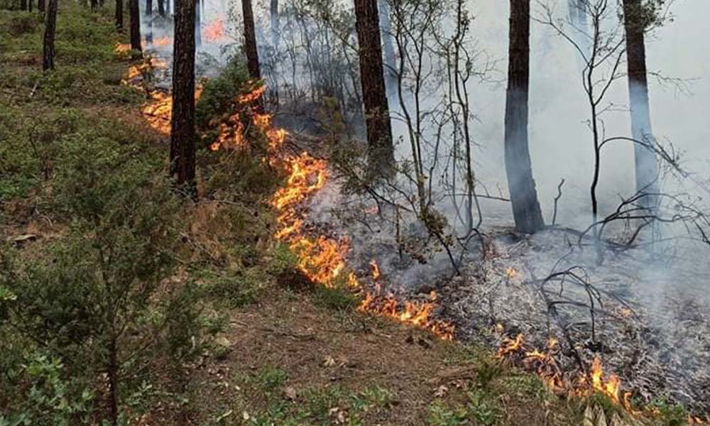 Bursa’da orman yangını: 1 hektarlık ala zarar gördü