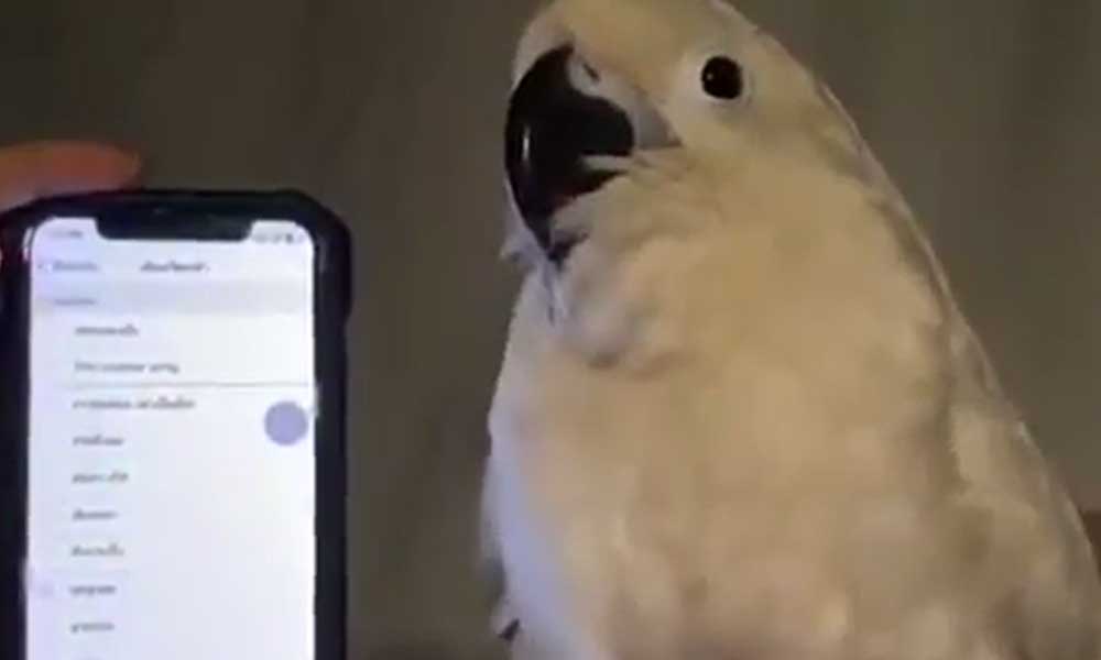 Telefonun zil sesleriyle uyumlu dans eden papağan beğeni topladı