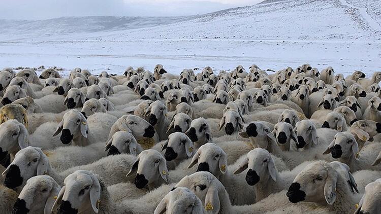 Sivas’ta hayvan otlatan çobanlar kar yağışına yakalandı