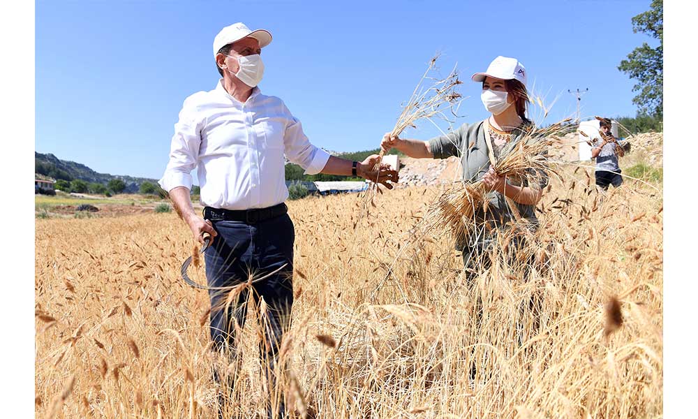 Başkan Seçer, ata tohumu sarı buğdayın ilk hasadını gerçekleştirdi
