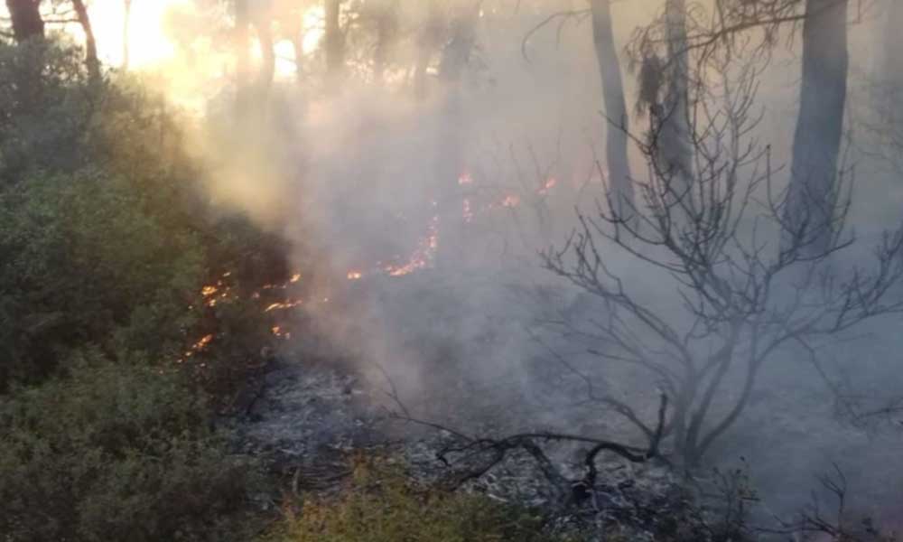 Büyükada’da ormanlık alanda yangın