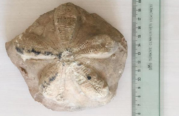 Toroslar’da 23 milyon yıllık deniz canlılarına ait fosiller bulundu