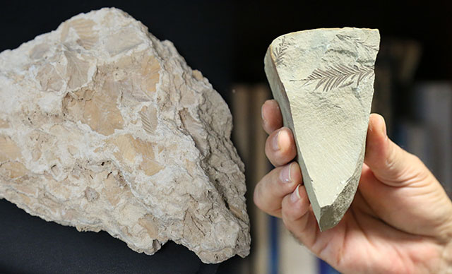 Antalya ve Konya’da 500 milyon yaşında iki fosil bulundu