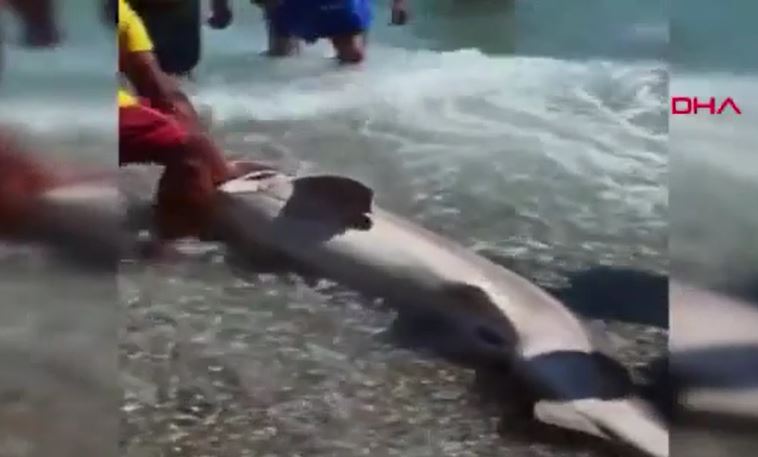 Ölü köpek balığı, ağzında oltayla kıyıya vurdu: ‘Avlanmaları yasak, zararsız bir tür’