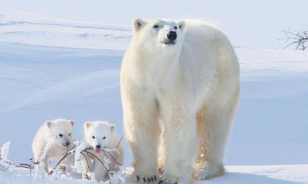 Bilim insanlarından korkutan tahmin: 80 sene içinde kutup ayılarının nesli tükenecek