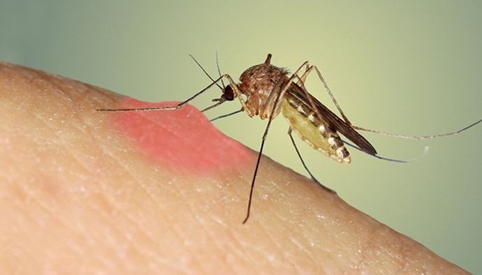 İstanbul’da sivrisinek alarmı: ‘Isırmasa bile kaşındırıyor’