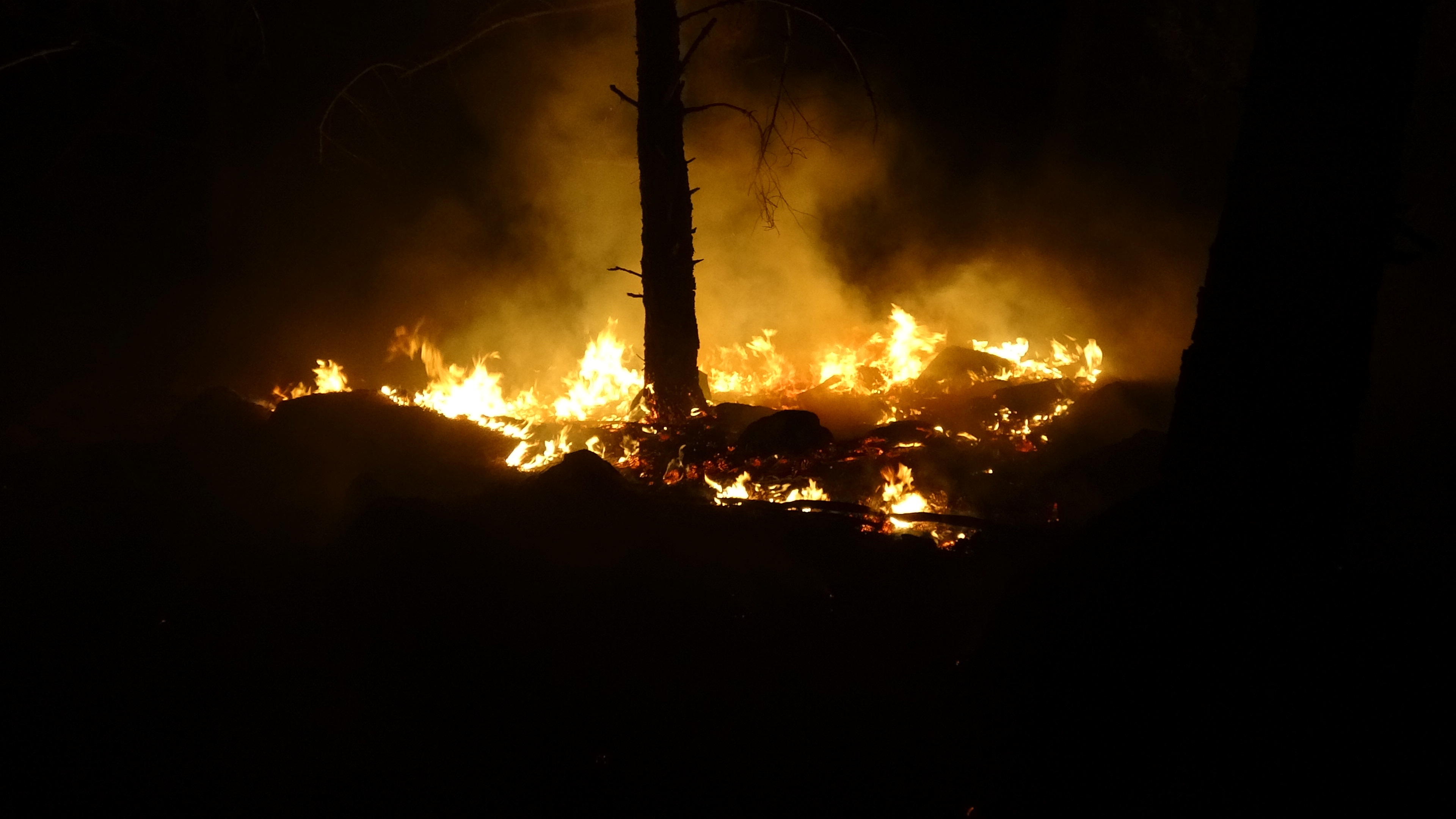 Balıkesir’de orman yangını