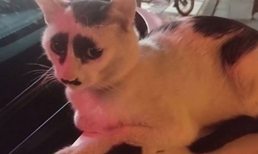 Çin’deki ‘üzgün kedi’, sosyal medyada ilgi odağı oldu