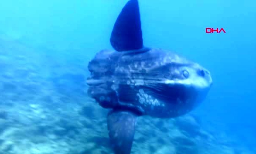 Saros Körfezi’nde dev ay balığı görüntülendi