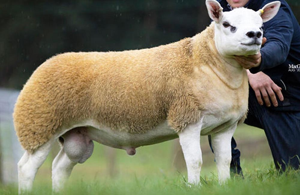 Dünyanın en pahalı koyunu 3 milyon 603 bin TL’ye satıldı
