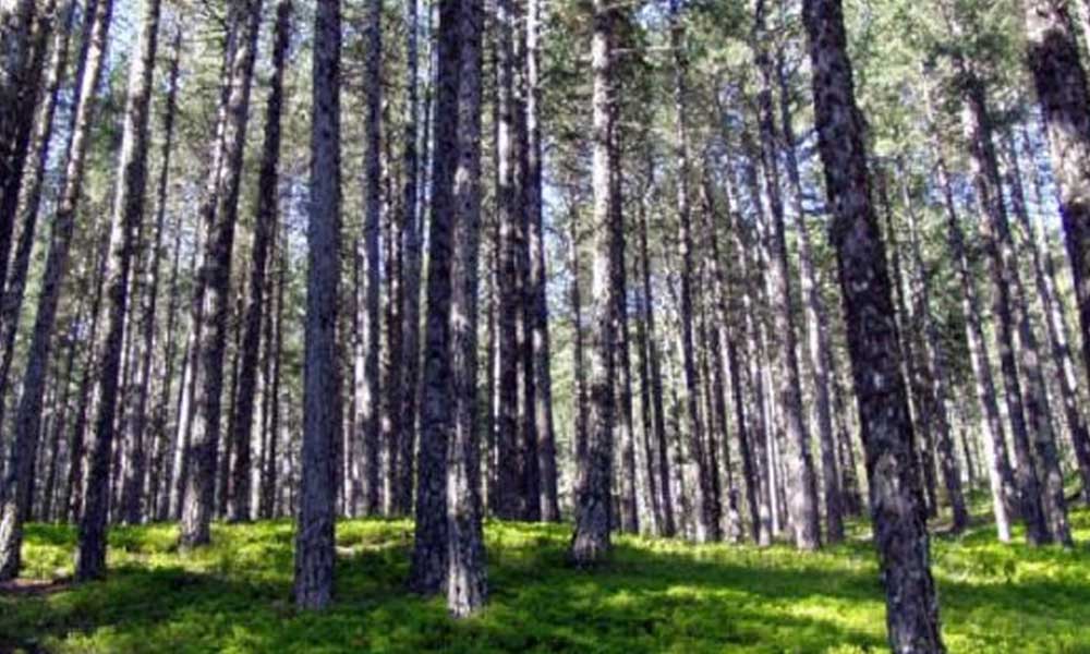 Valilik açıkladı: Ormanlara girmek yasak