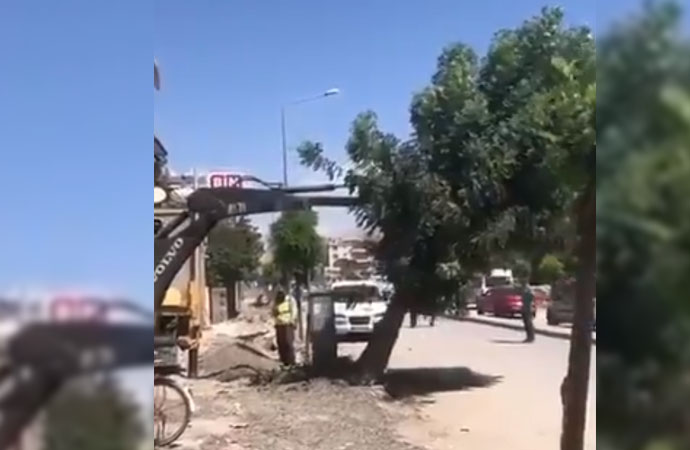 Van Büyükşehir Belediyesi Kayyumu ağaçları söktü