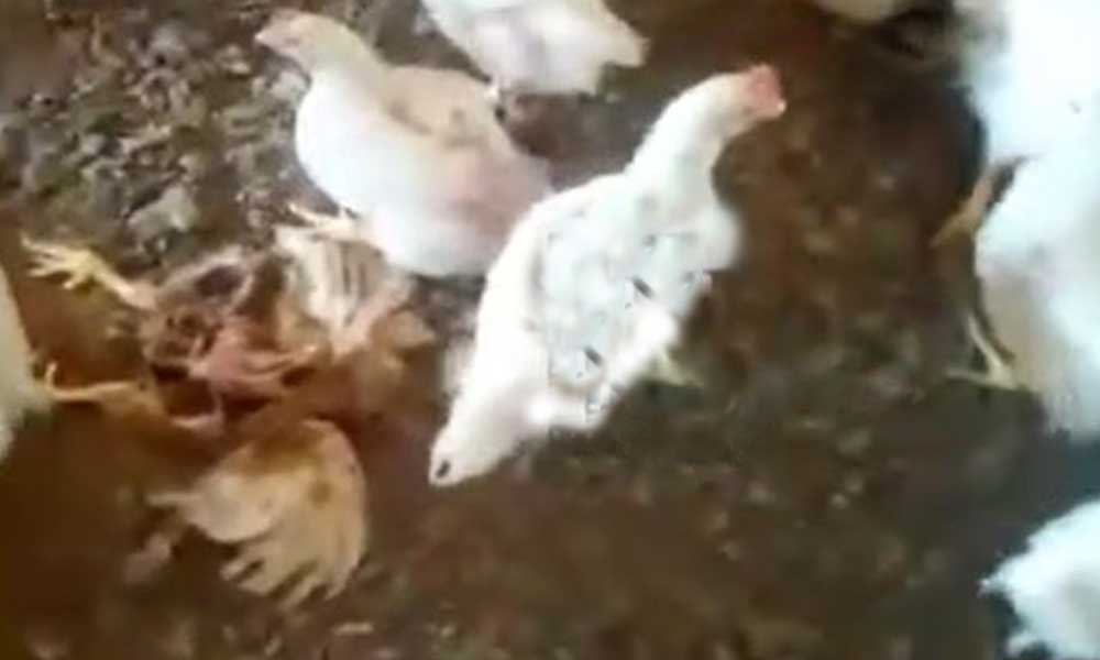 2020’de daha ne olabilir? Tavuklar birbirine yemeye başladı