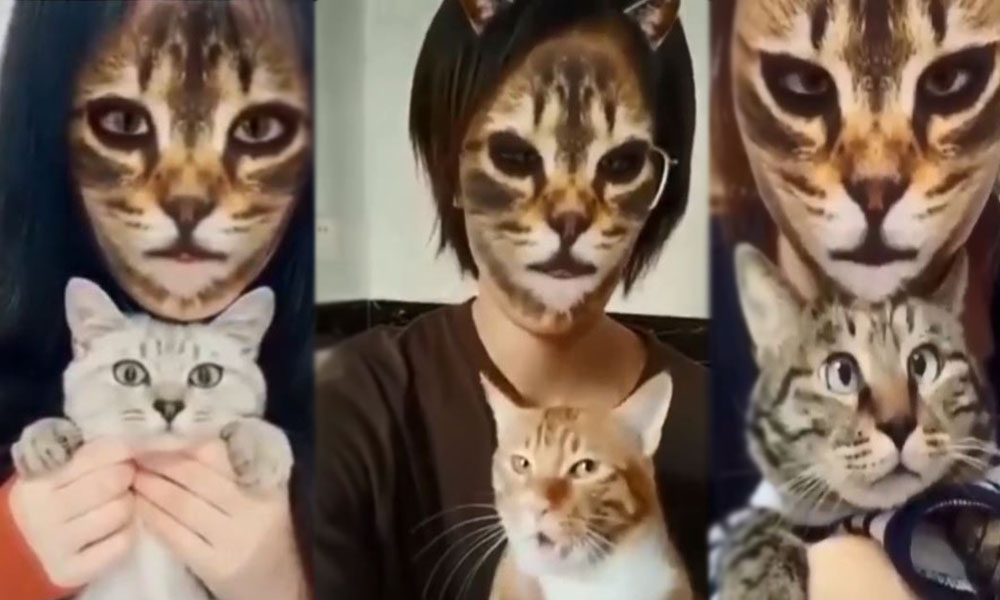 Sosyal medyada viral oldu! Yüz filtrelerine karşı kedilerin zor anları
