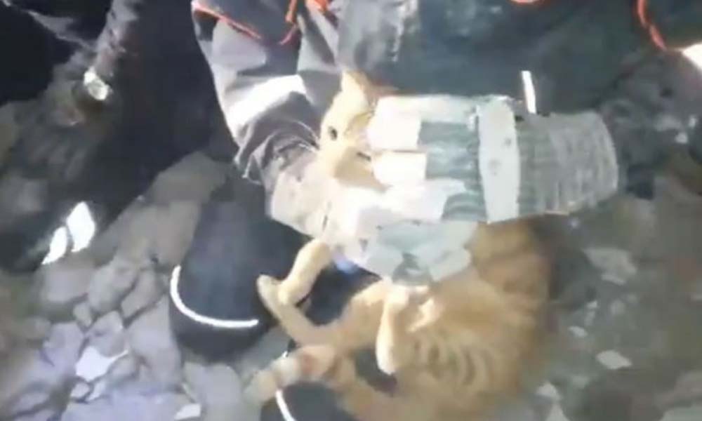 6.9’luk depremde enkaz altında kalan kedi saatler sonra kurtarıldı