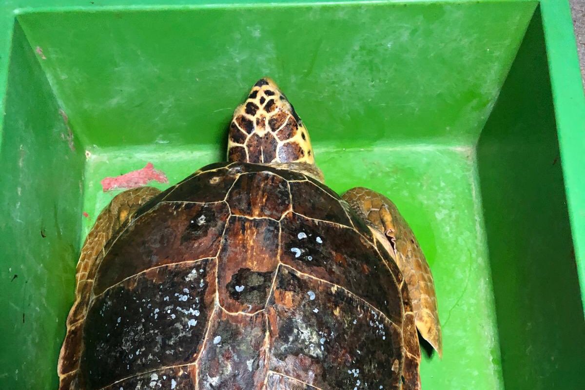 Yaralı kaplumbağa tedaviye alındı