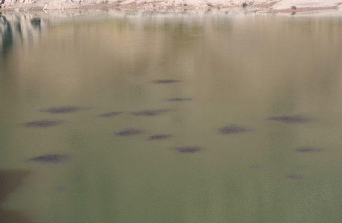 Baraj gölündeki balıkların hareketi şaşkınlık yarattı