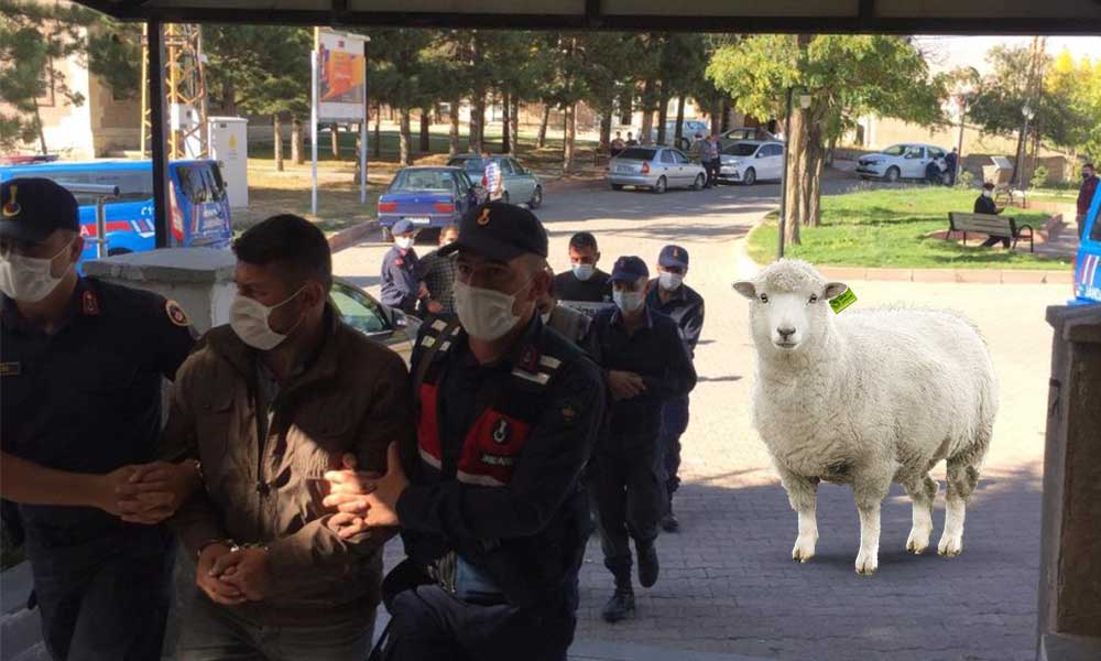 Koyun hırsızları yakalandı