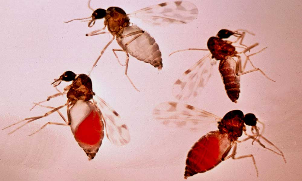Birçok kentte görülmeye başlandı… Şimdi de ‘kör eden’ sinek tehlikesi