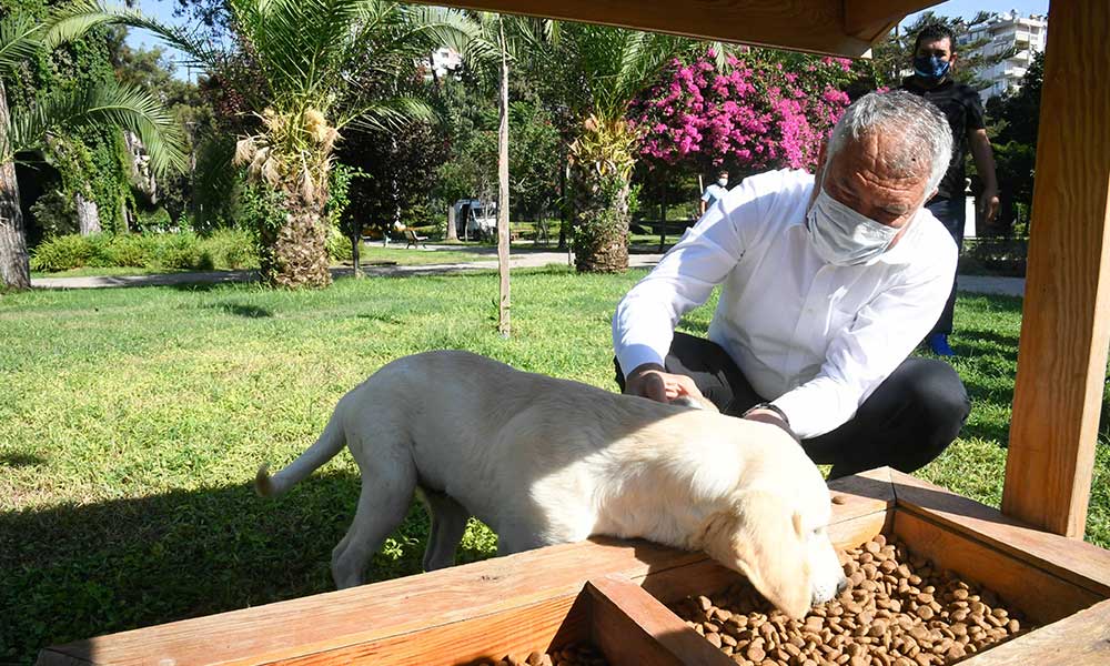 Zeydan Başkan sokak hayvanlarını elleriyle besledi