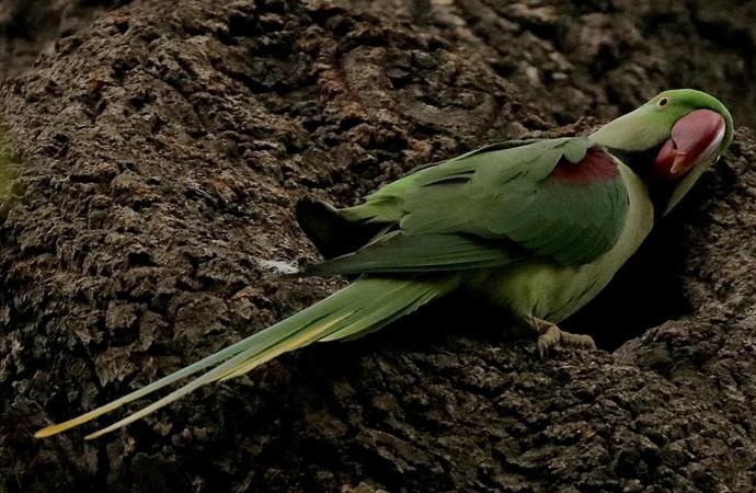 Uzmanlardan yeşil papağan uyarısı: Kent faunası bozulabilir