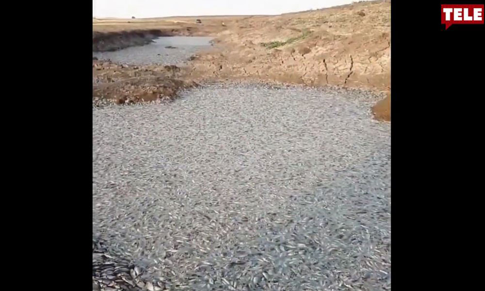 Baraj suyu çekildi, binlerce balık telef oldu