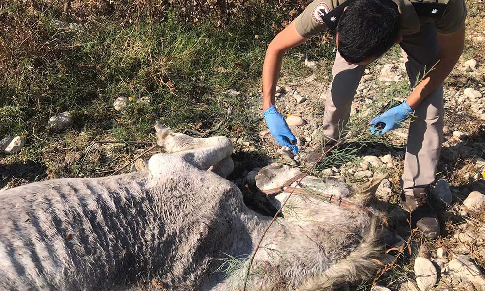 Ölüme terk edilen atlar, Tarsus Doğa Parkı’nda hayata tutundu