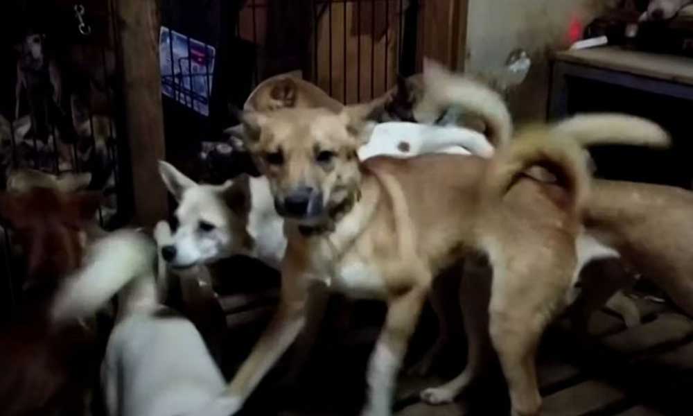 30 metrekarelik evden 164 köpek çıktı: Bariz bir hayvan istismarı