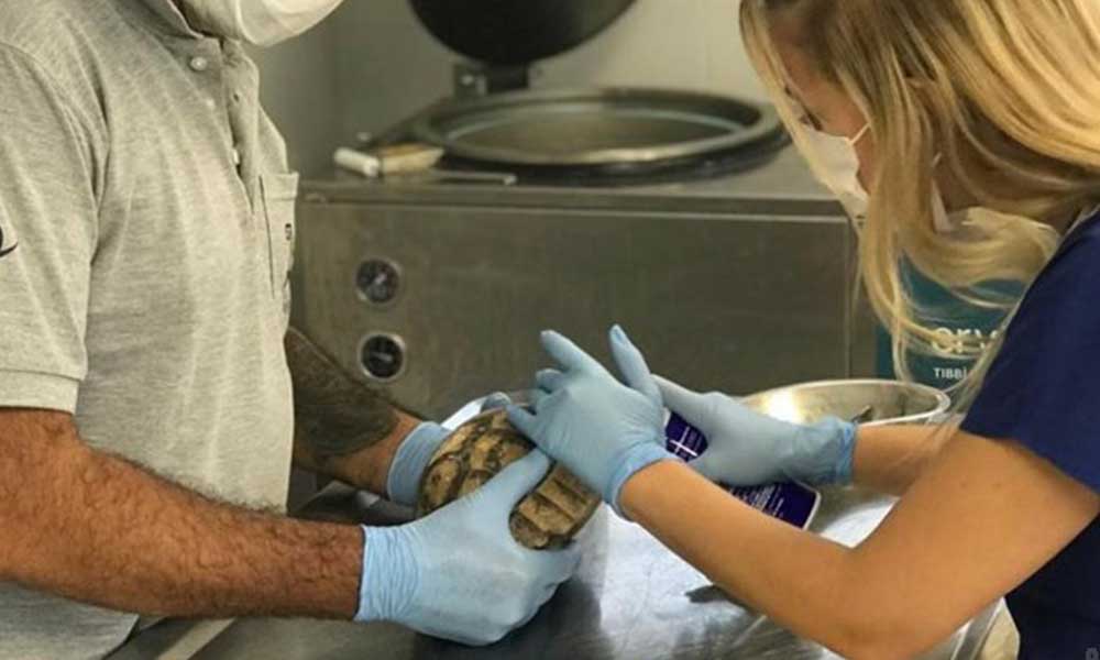 Datça’da orman yangınından kurtarılan kaplumbağa tedaviye alındı