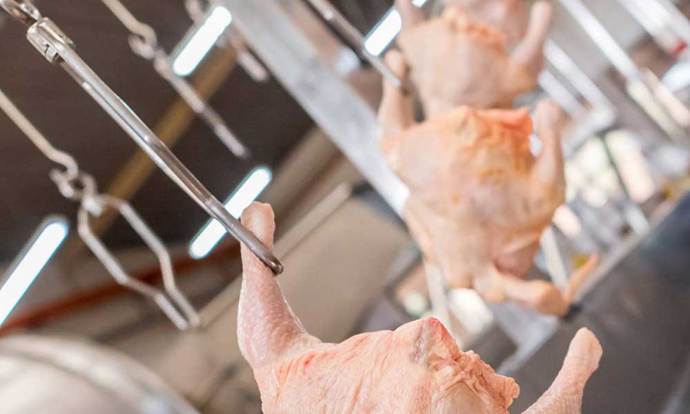 ‘Süpermarket tavukları yeni bir virüsün öncüsü olabilir’