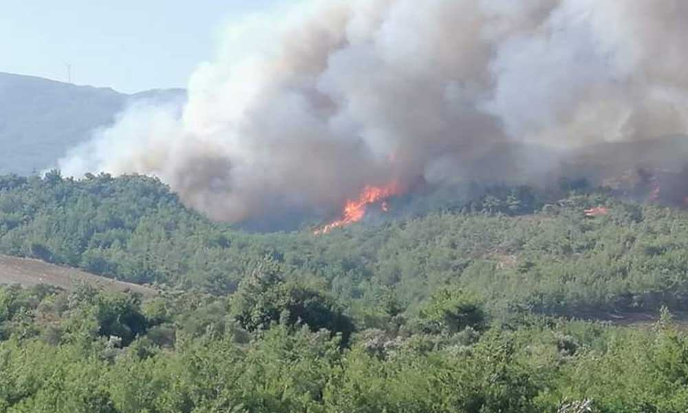 İskenderun’da orman yangını