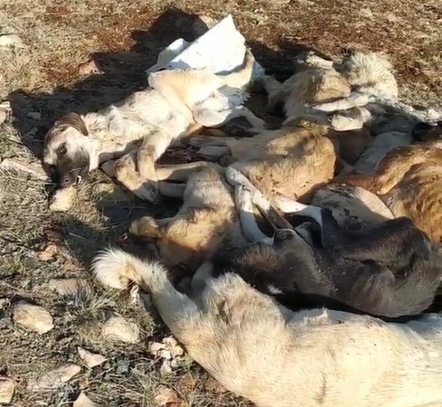 Boş arazide uyuşturulmuş 29 köpek bulundu!
