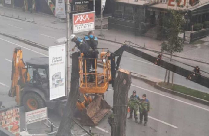 AKP’li belediye İBB’yi kötülemek için ağaç kesti iddiası
