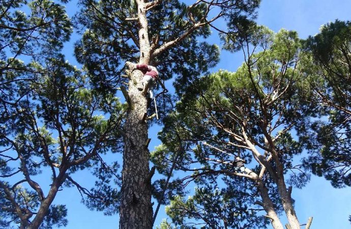 Toplamak için ağaçlara tırmanıyorlar… Kilosu 500 lira