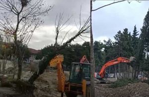 Milli Eğitim Bakanlığı ağaç katliamı mı yapıyor?