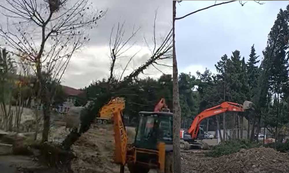 Milli Eğitim Bakanlığı ağaç katliamı mı yapıyor?