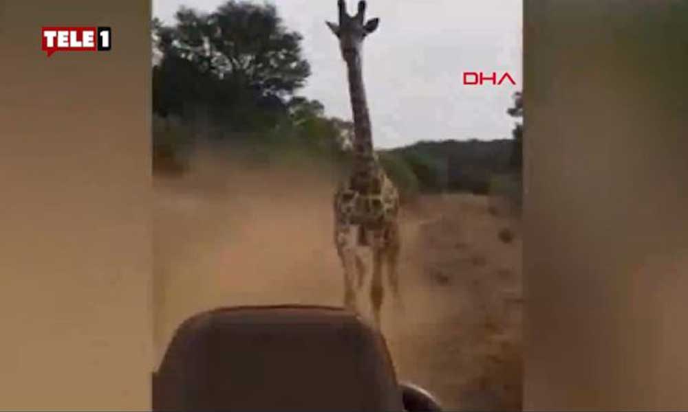 Kenya’da safariye çıkan turistlere zürafa saldırdı