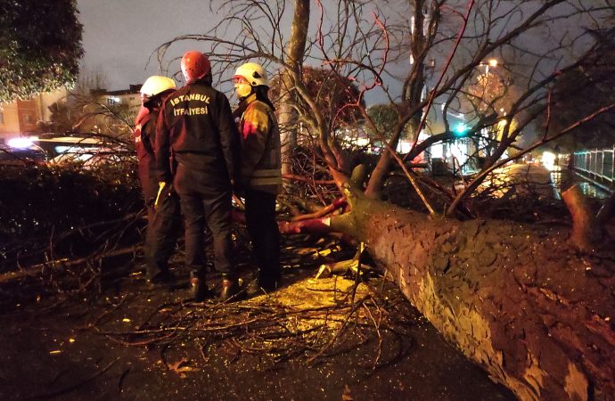 Beşiktaş’ta asırlık çınar ağacı devrildi