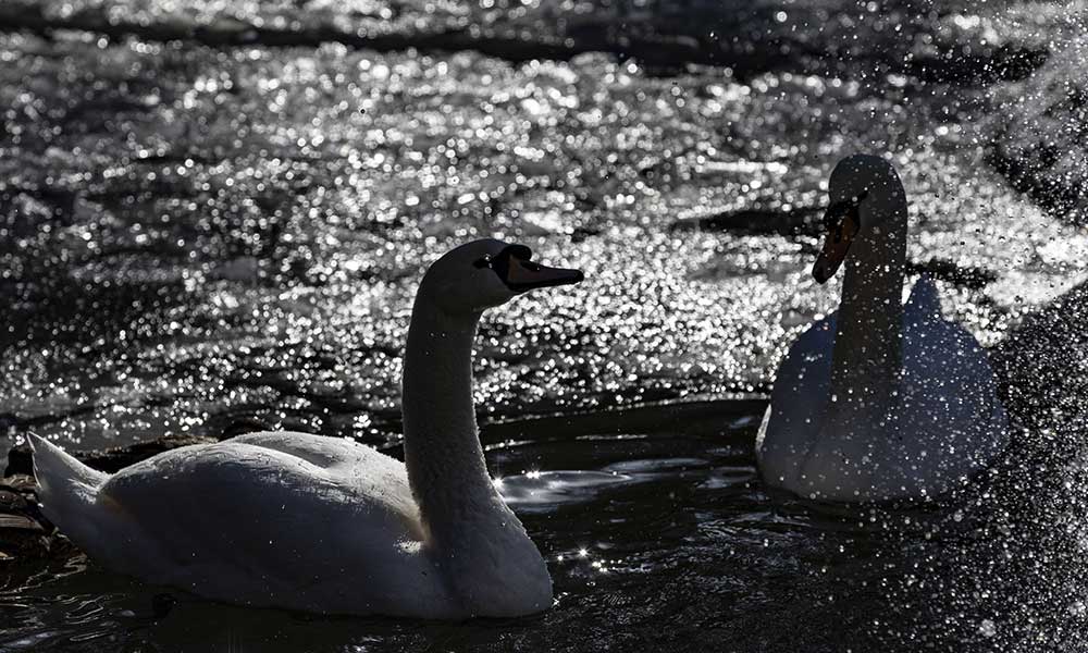 Ankara buz tuttu, Kuğulu Park’ta kartpostallık görüntüler oluştu