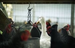 Danimarka’da kuş gribi paniği: Binlerce hayvan itlaf edilecek