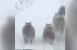 Kış uykusundan erken uyanan ayılar şaşkınlık yarattı