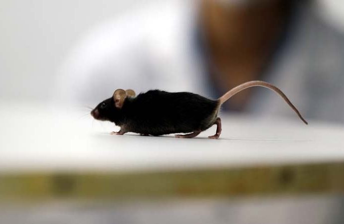 Alman bilim insanları felçli fareyi yürüttü!