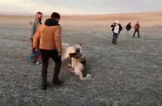 Sosyal medyada tepki toplamıştı! Köpek dövüştüren 5 kişiye 26 bin lira para cezası